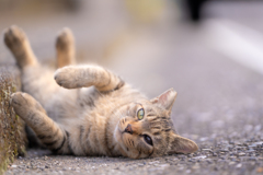 不思議な力を持つ猫