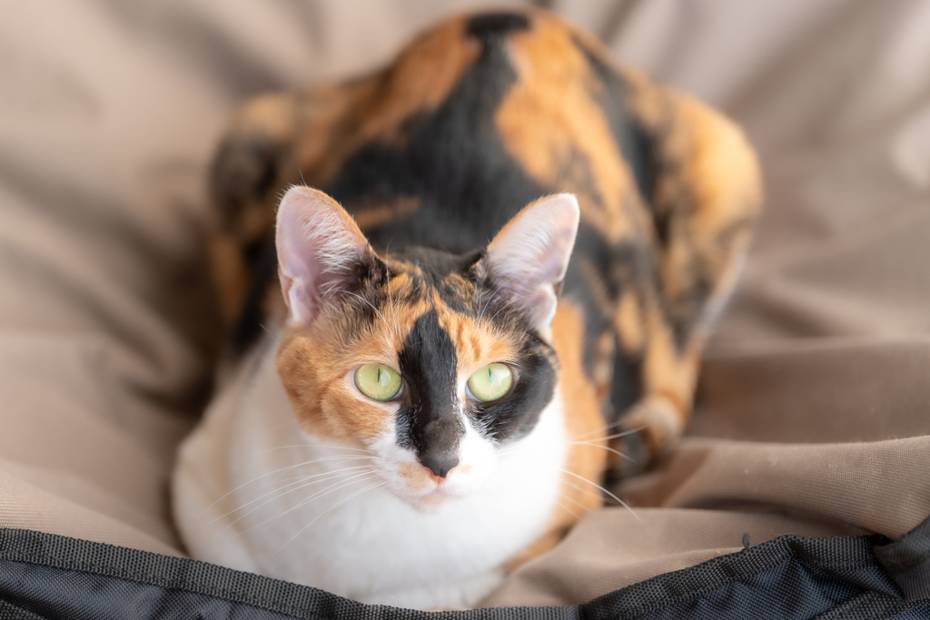 愛猫
