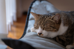 猫の休日