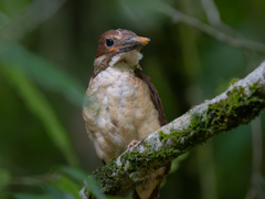 思い出の野鳥