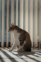 暇な猫