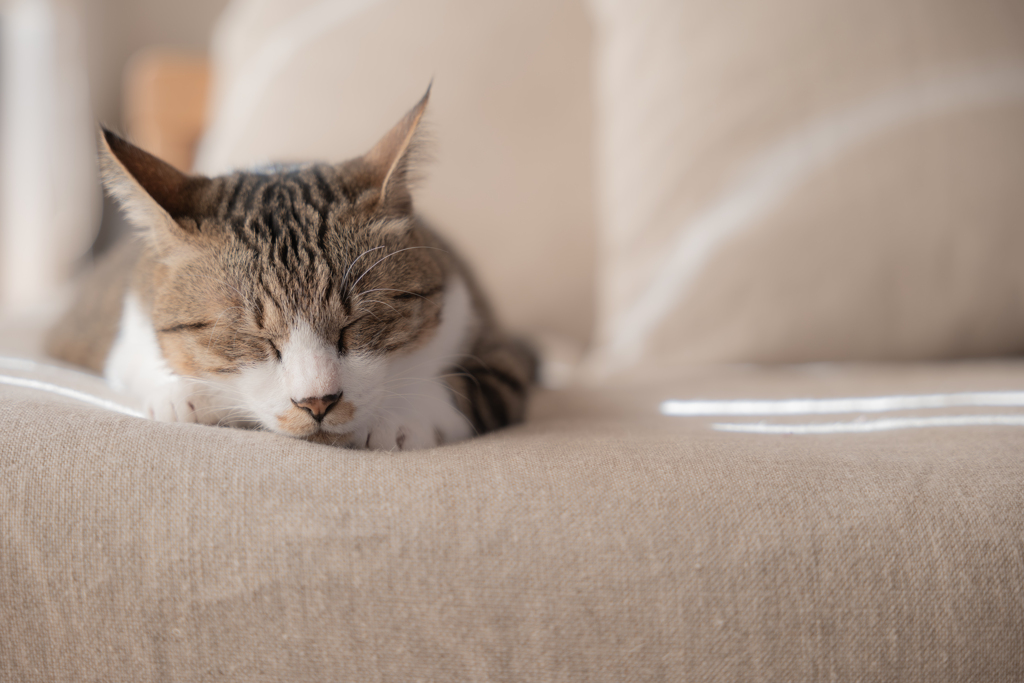 猫の正月