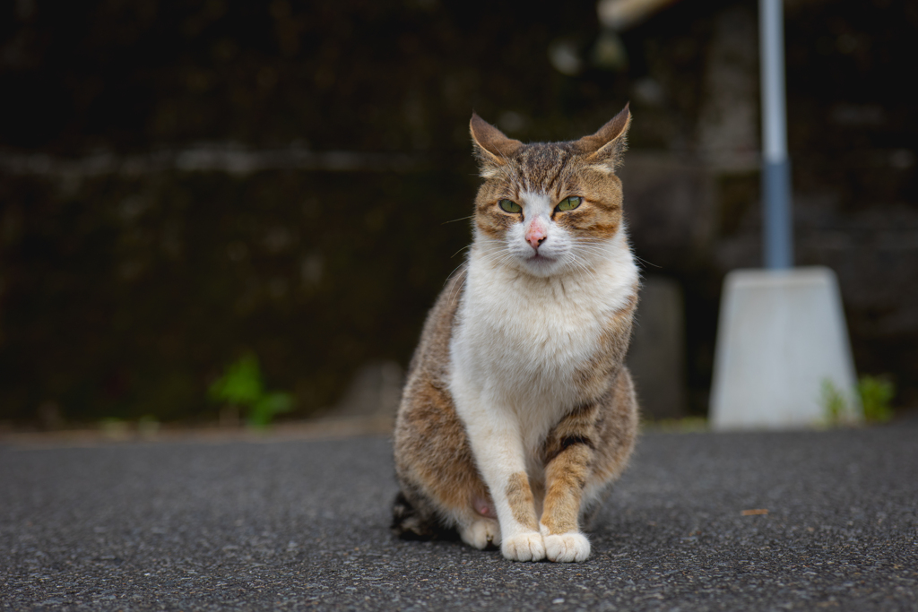 君うちに来ない？