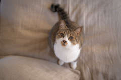 愛猫