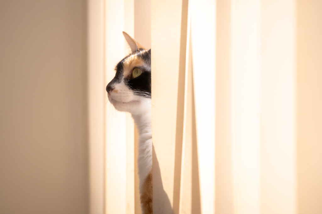 愛猫