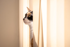 愛猫
