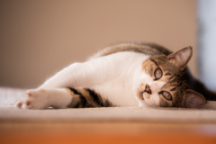 愛猫
