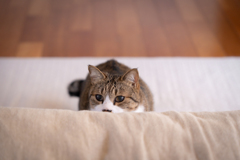 愛猫
