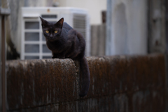 母猫
