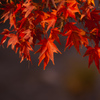 燃えるような紅葉