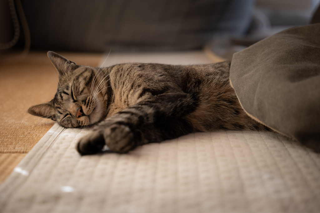 猫はこたつで丸くなる？？