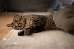 猫はこたつで丸くなる？？