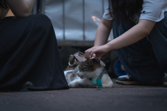 この猫になりたい！！