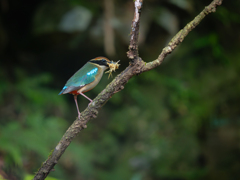 ヤイロチョウ