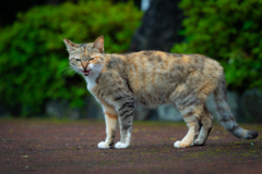 ご当地ニャン