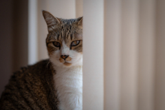 愛猫