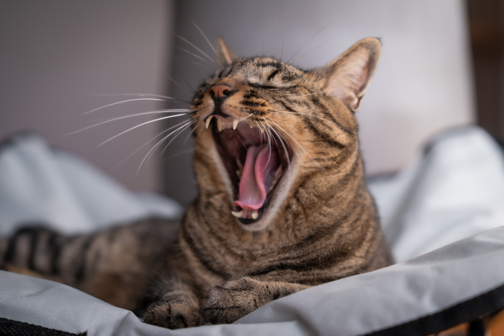 猫をダメにするベッド
