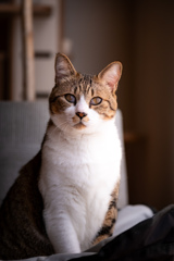 愛猫
