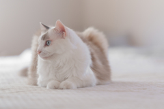 愛猫