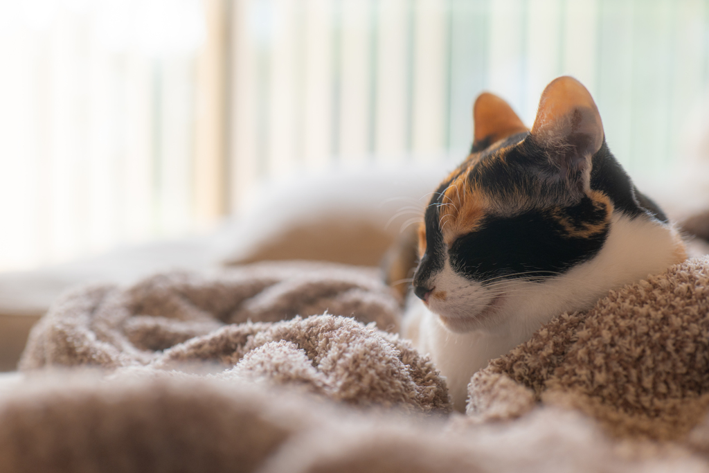 眠り姫