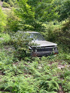 寂しいブルーバード