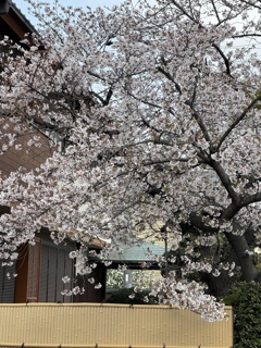 4月8日