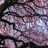 八木の枝垂れ梅