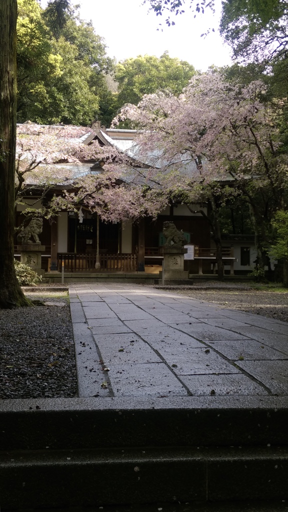 神社に桜って似合います