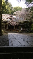 神社に桜って似合います