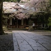 神社に桜って似合います