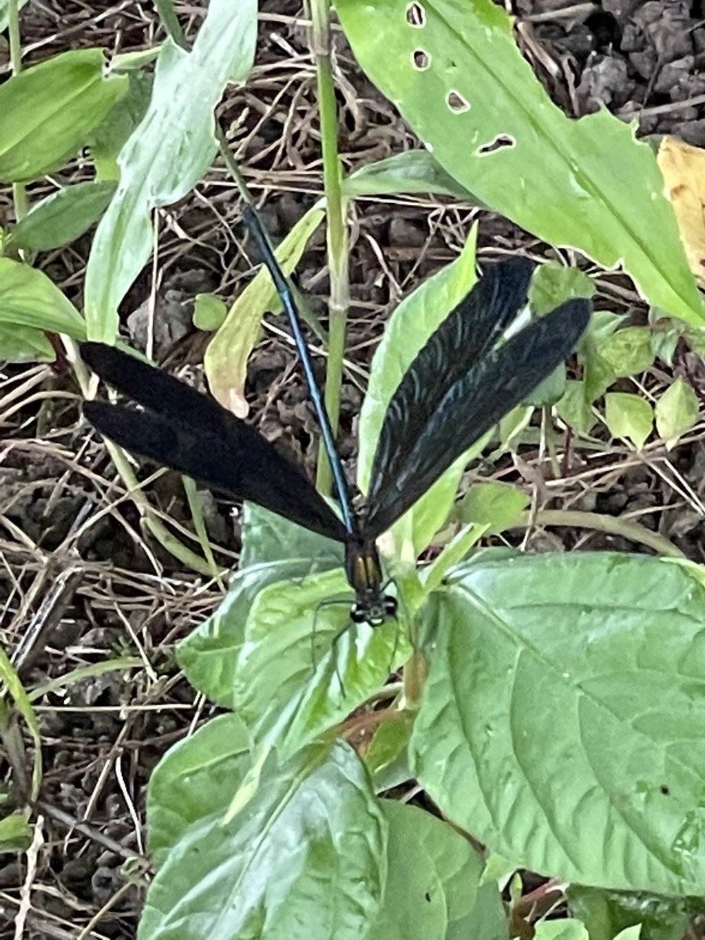 ハグロトンボも雨宿り