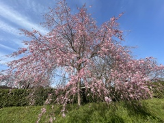 天然記念物 大ケヤキ... 横の枝垂れ桜