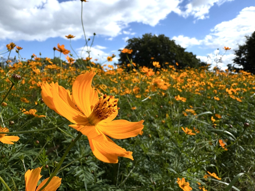 コスモス園(武庫川)