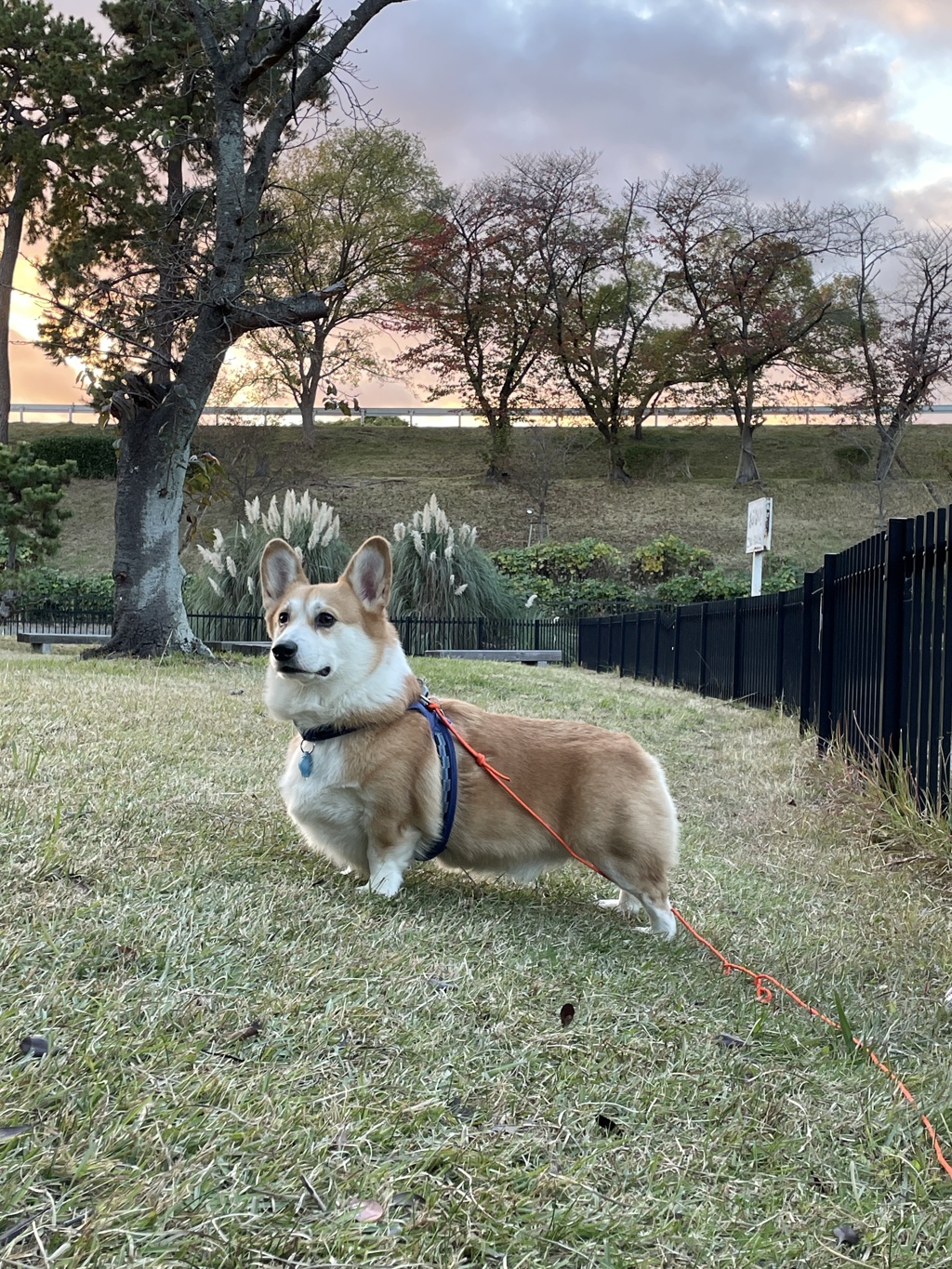 ウチの甘えん坊