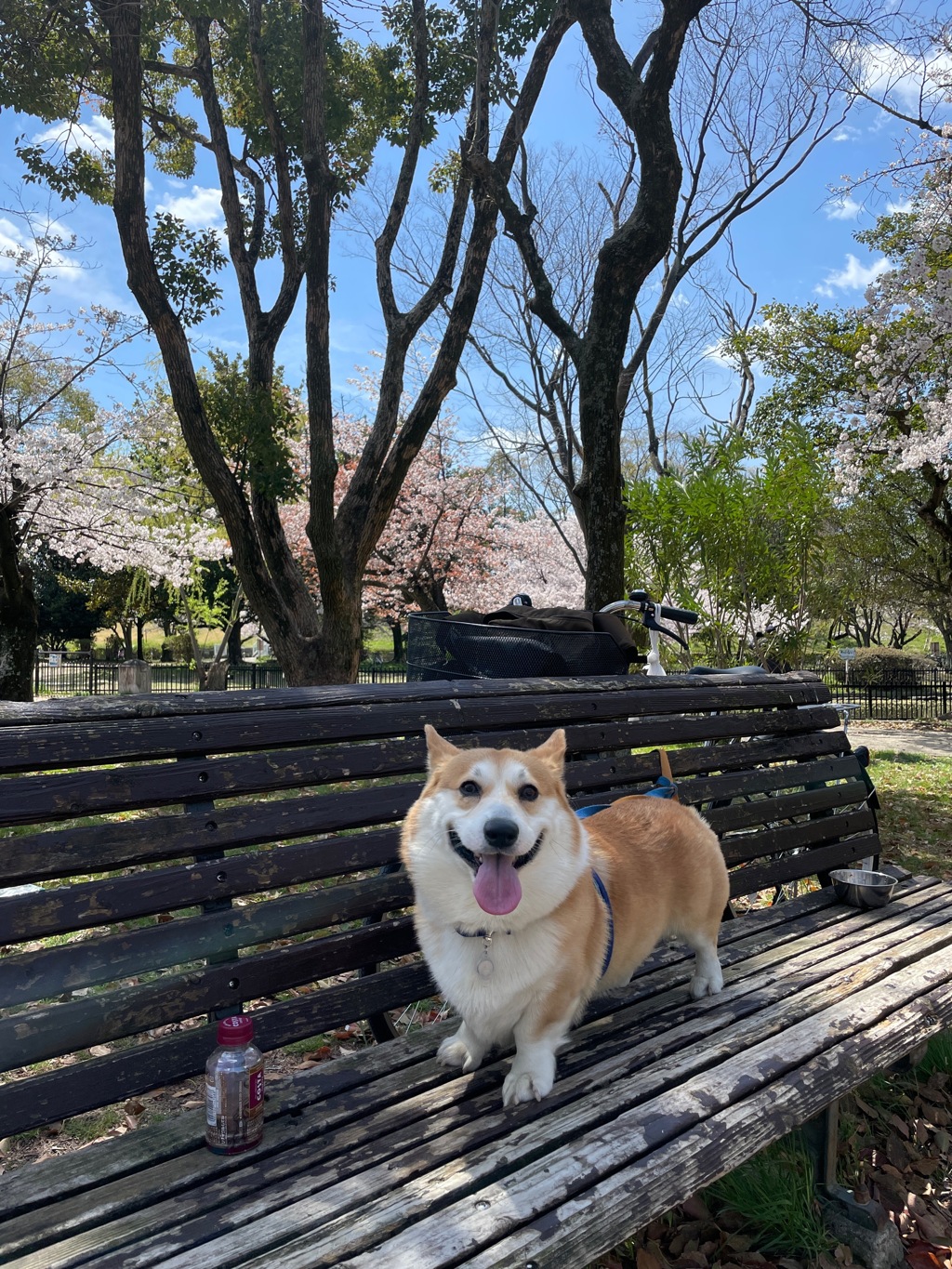 コタロー(コーギー)と花見