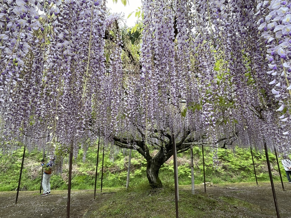 白毫寺にて