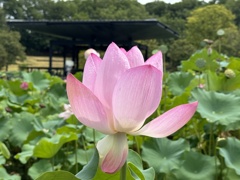 エキスポ70'日本庭園