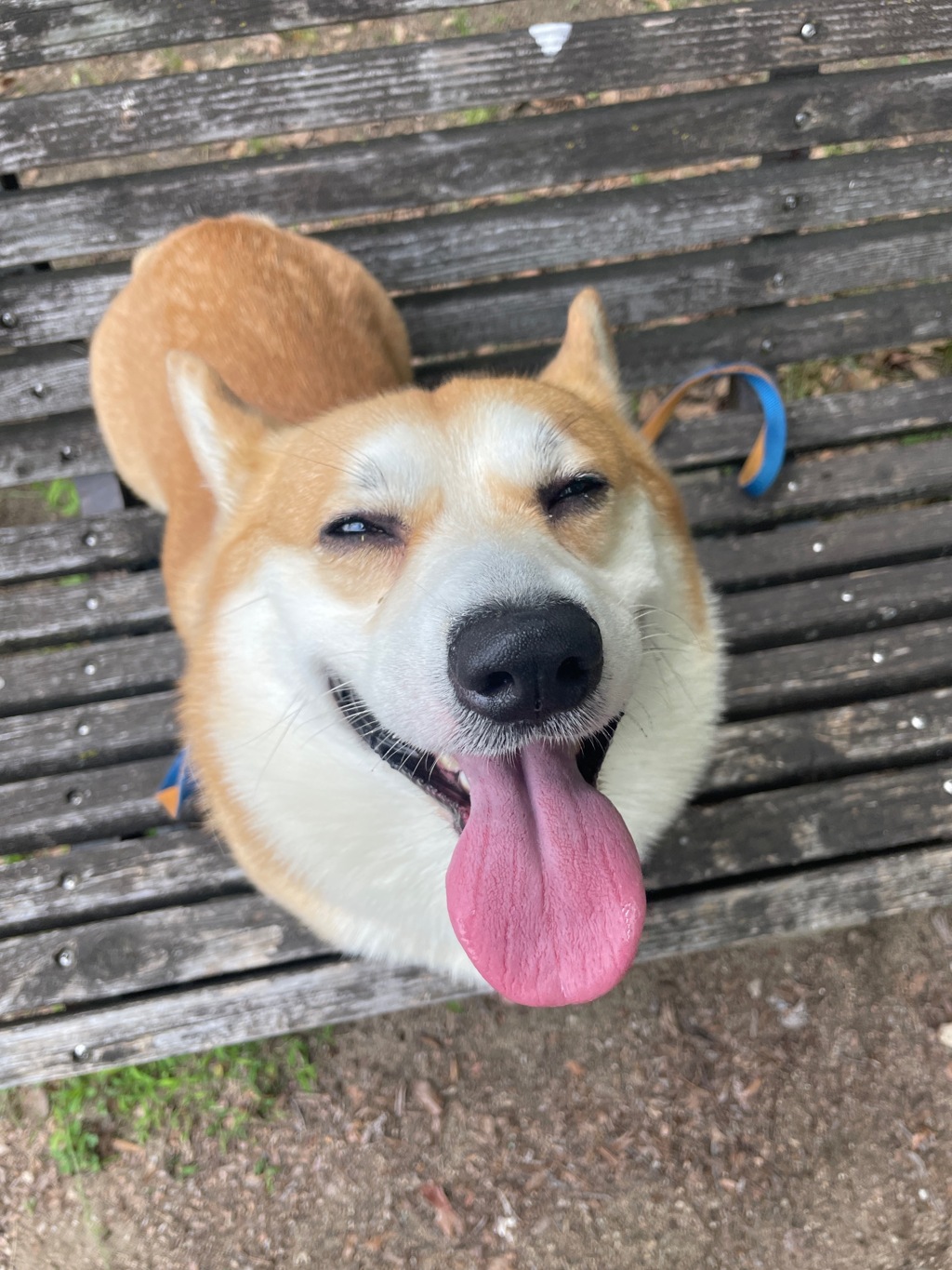 オヤツくれーっ