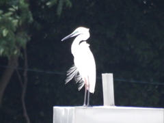DSCF0969