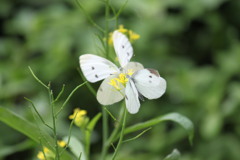 IMG_3485