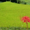 懐かしき田園風景