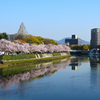 平和公園の桜