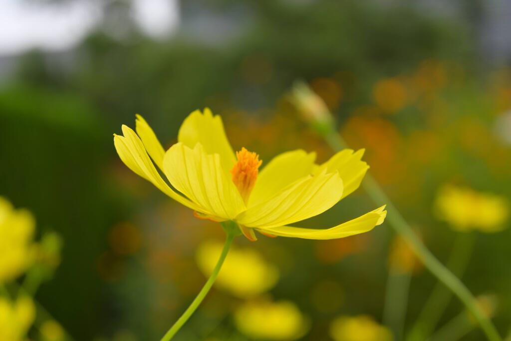 秋桜