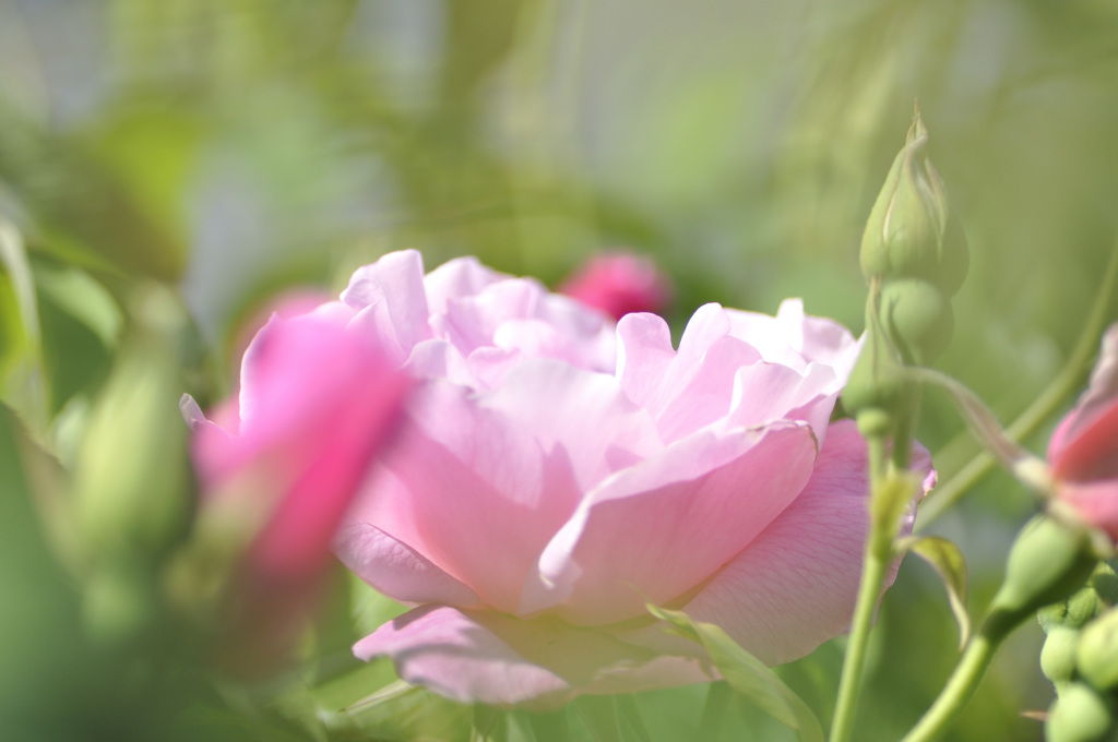 Wind and Roses 4