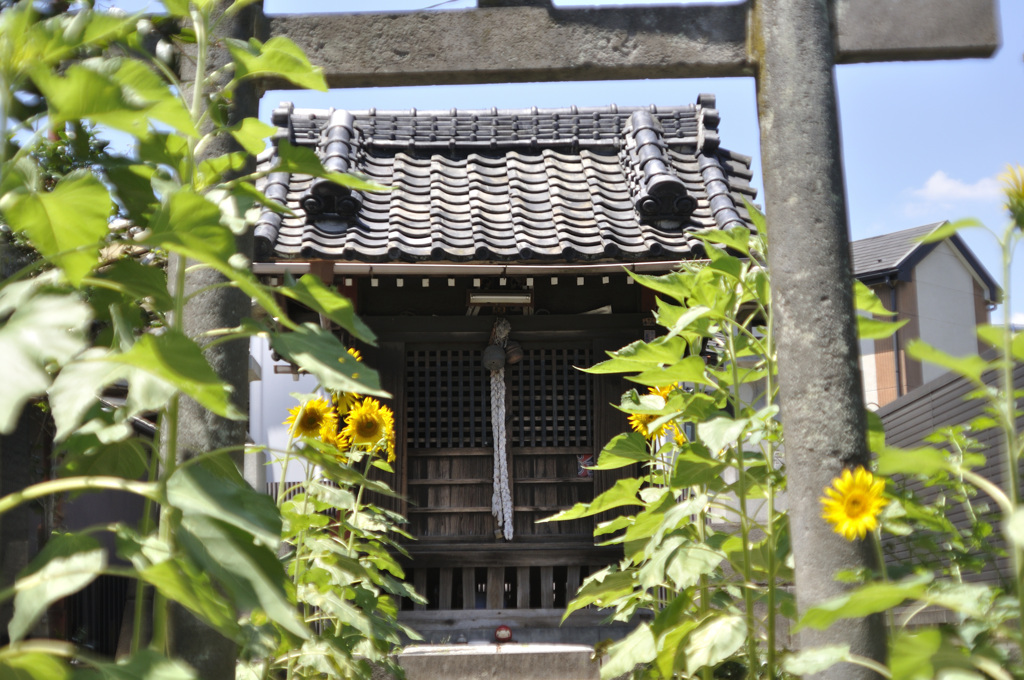 神社とひまわり