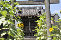 神社とひまわり