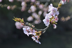 桜と玉ぼけー３