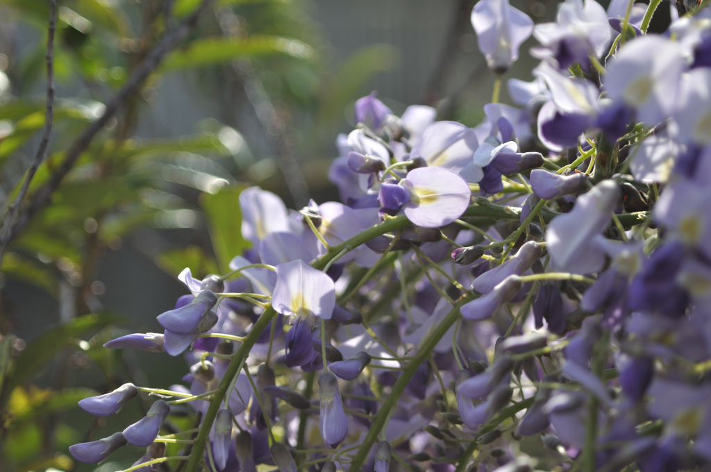 藤の花