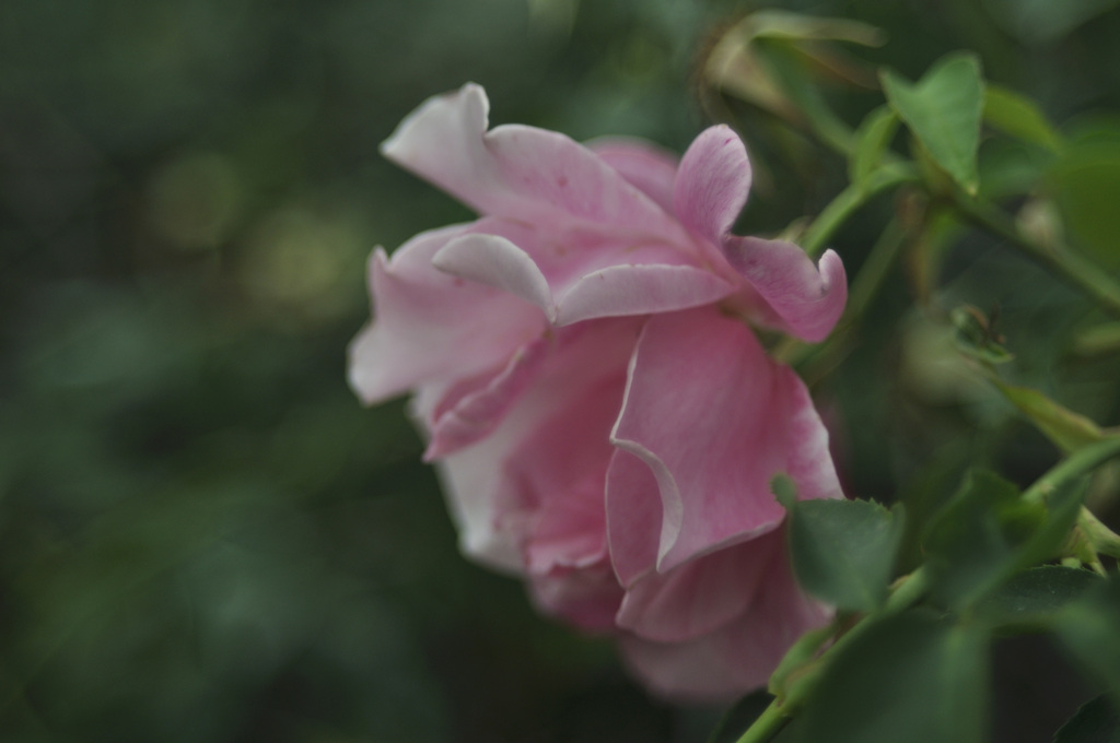 ピンクのバラ、咲きじまい１