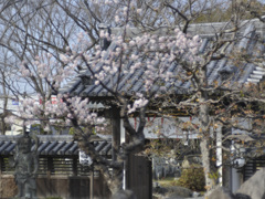 近所のお寺ー可愛い春